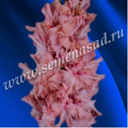 Гладиолусы крупноцветковые Брусничный Зефир (Премиум)