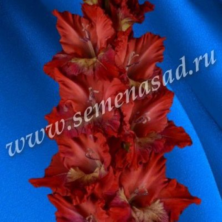Гладиолусы крупноцветковые Горящий Абсент (Премиум)