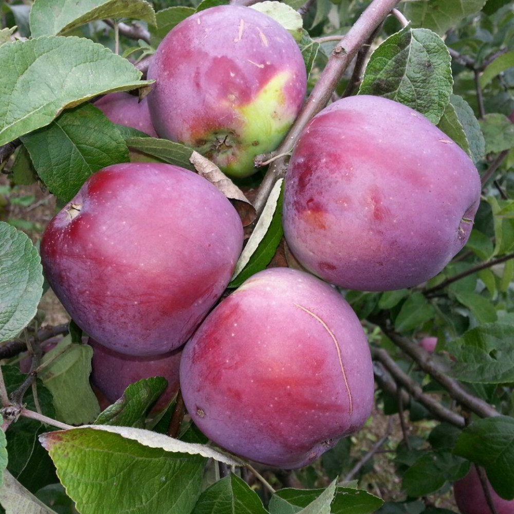 яблоня белорусское сладкое фото