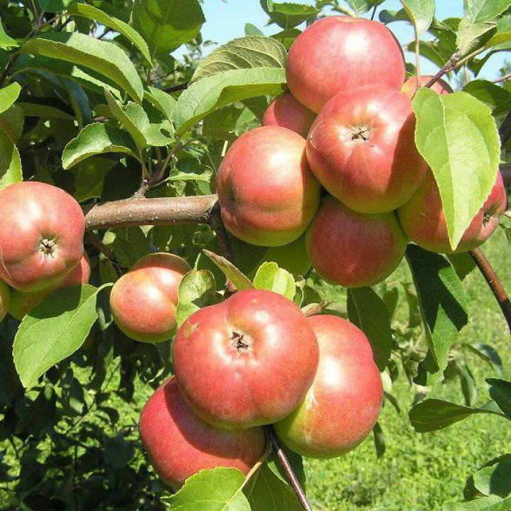 Яблоня Белорусское сладкое