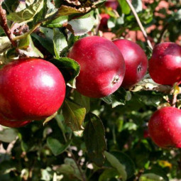 Яблоня Красное раннее (подвой 54-118, полукарликовый)