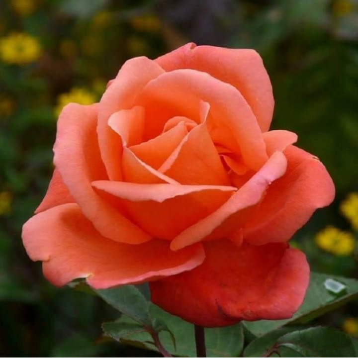 Роза чайно-гибридная серия Ваза Ориндж
