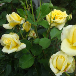 Роза флорибунда Серия Ваза Лемон