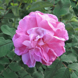 Роза канадская парковая Свит Аделин