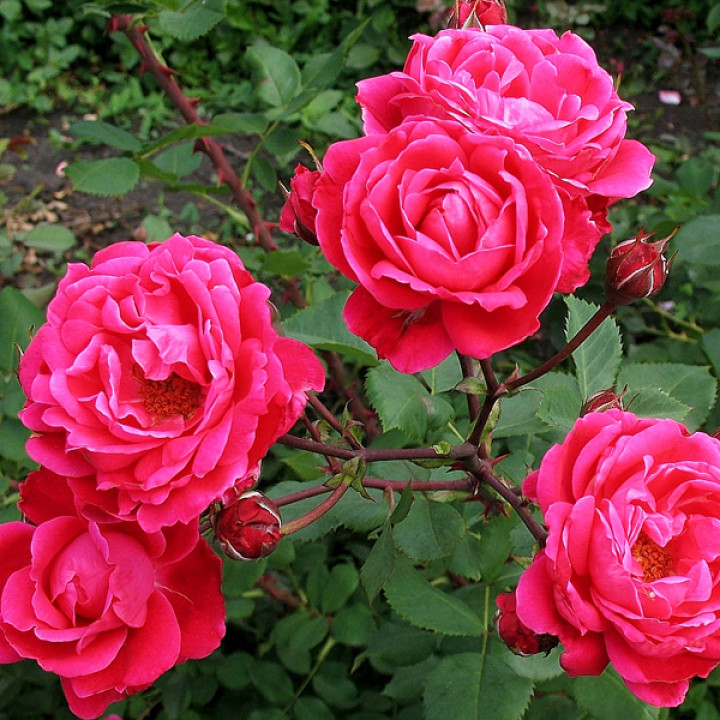 Роза парковая Аквитания