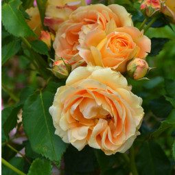 Роза флорибунда Дольче Вита