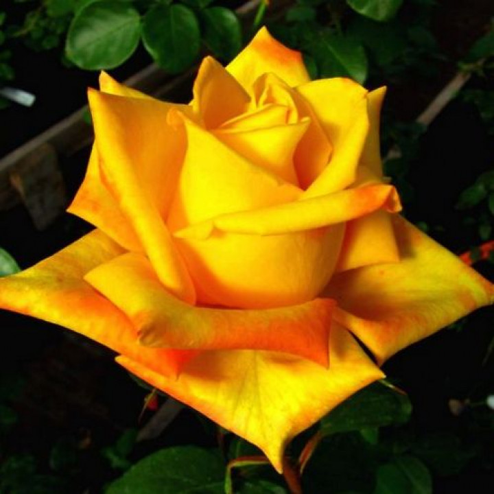 Роза чайно-гибридная Мохана