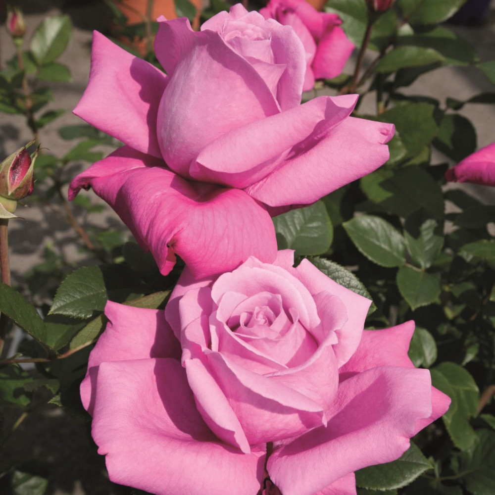 роза чайно гибридная ванилла парфюм фото