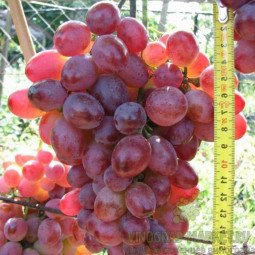 Виноград плодовый Виктор