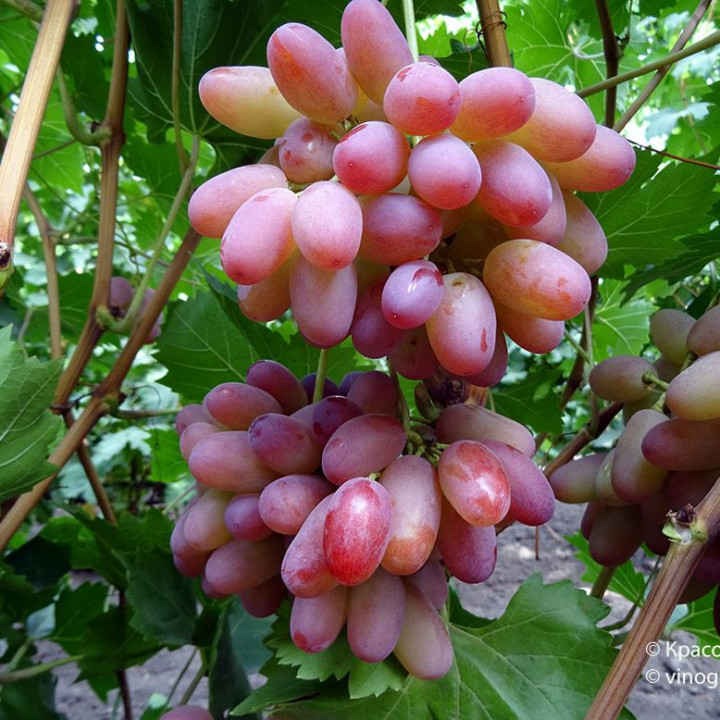Виноград плодовый Гелиос