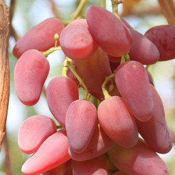 Виноград плодовый Дубовский розовый