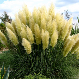 Пампасная трава Пумила (Кортадерия)