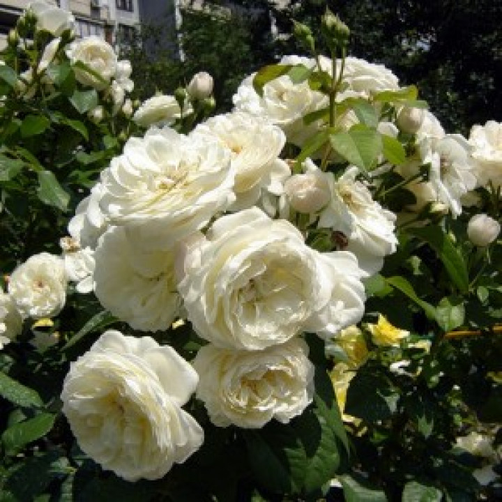 Роза парковая Сноуболл
