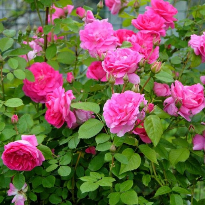 Роза парковая Су ле валь роз
