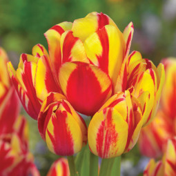Тюльпан многоцветковый Уандер Клаб