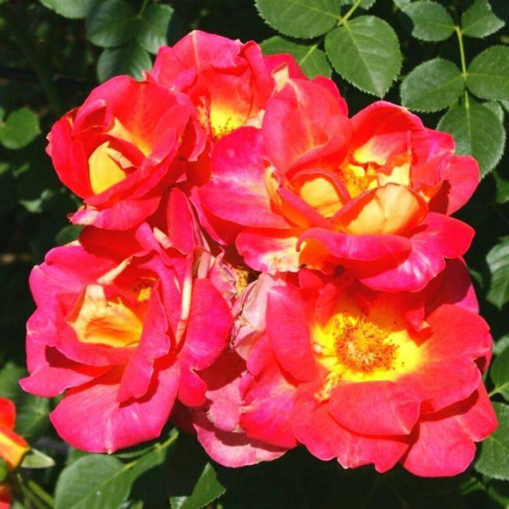 Роза парковая Декор Арлекин