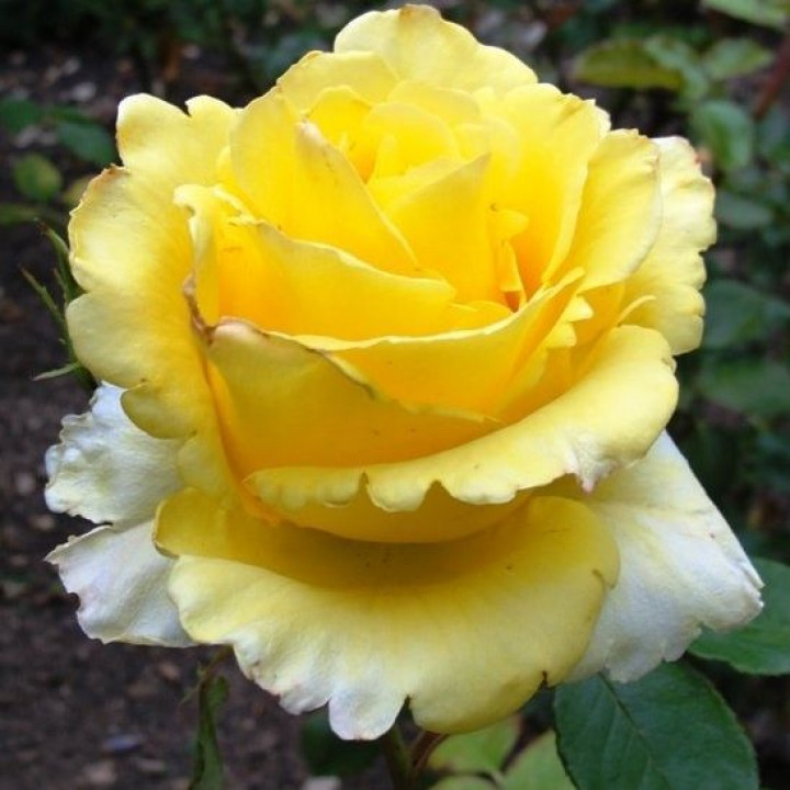 Роза чайно-гибридная Йеллоу Айленд
