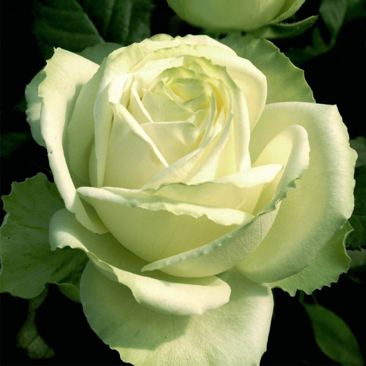 Роза чайно-гибридная Маруся