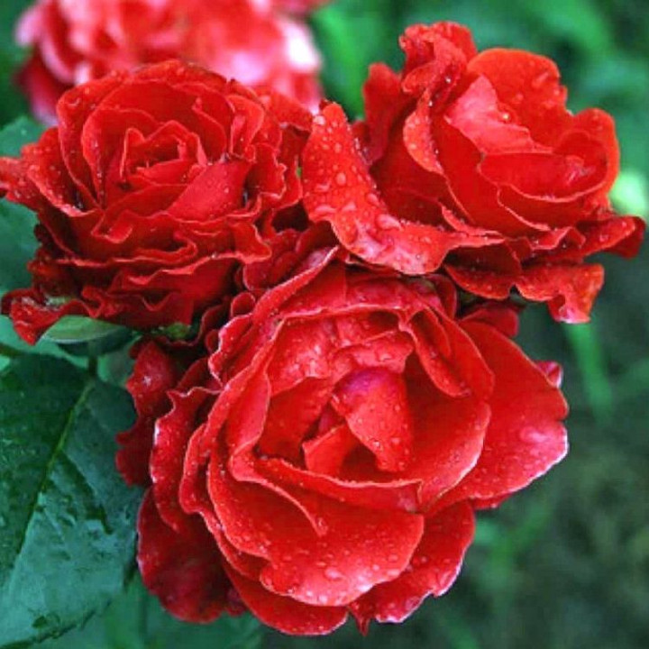 Роза чайно-гибридная Эльторо