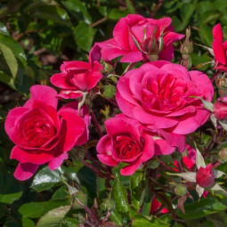 Роза флорибунда Серия Кулинарные розы Дольче