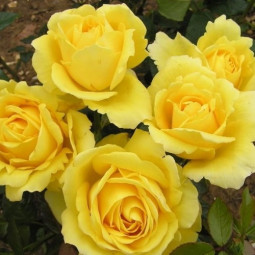 Роза чайно-гибридная Серия Кулинарные розы Надя Зеруали