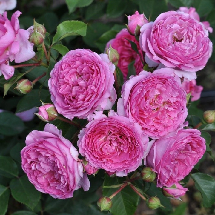 Роза чайно-гибридная Серия Кулинарные розы Рене Ван Ведберг