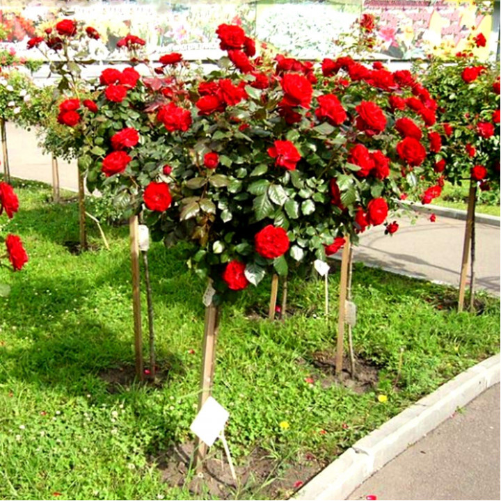 Роза штамбовая флорибунда Оптима Ред (штамб 45см)