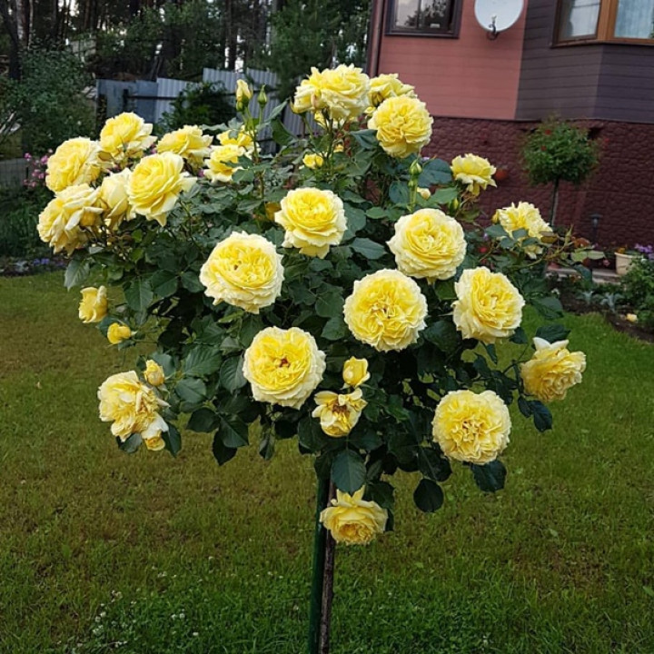 Роза штамбовая миниатюрная Джульетта (штамб 45см)