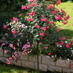 Роза штамбовая миниатюрная Тини Вини Пинк