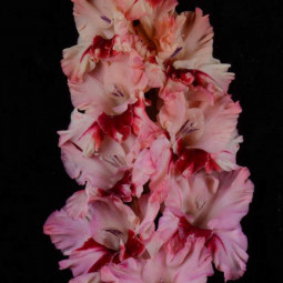 Гладиолусы крупноцветковые Бессмертный Пони (Премиум)