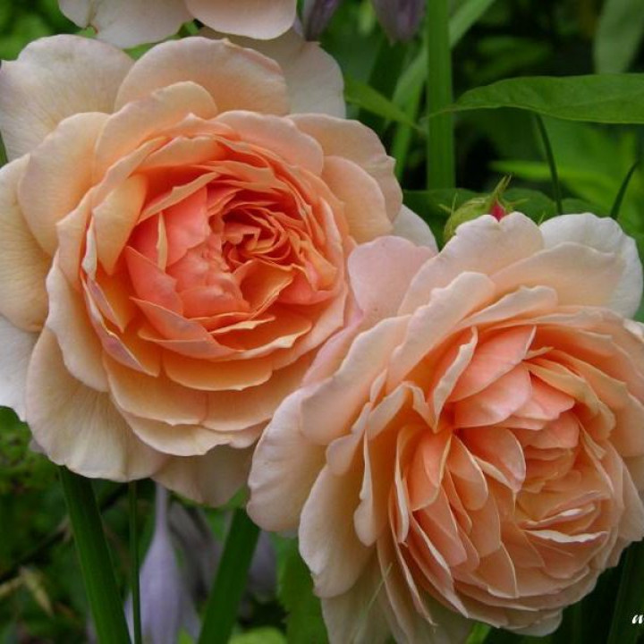 Роза английская парковая Грейс