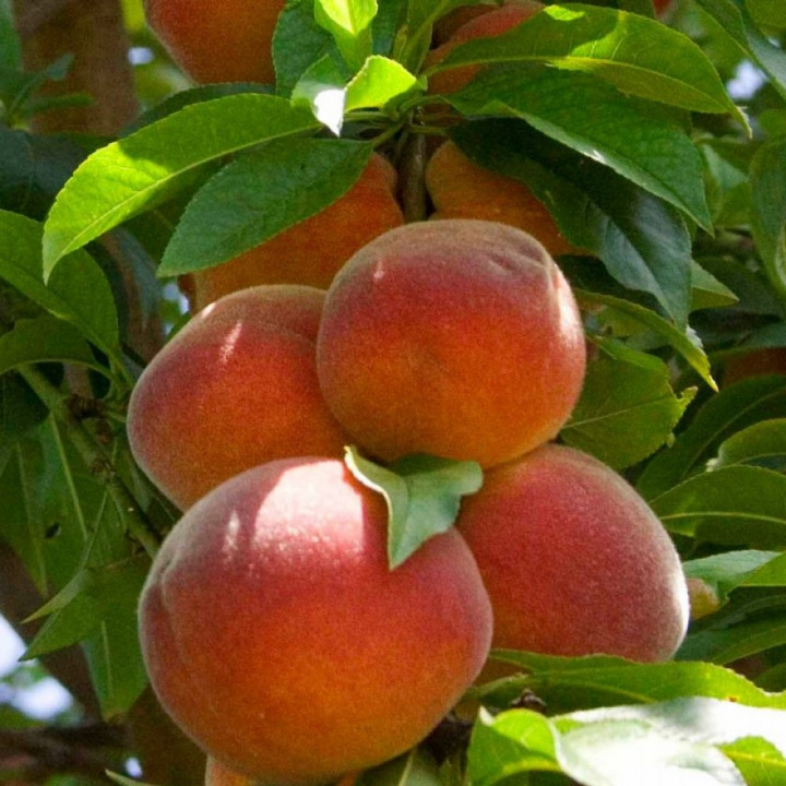 Персик колоновидный Тотем садовода (подвой алыча)