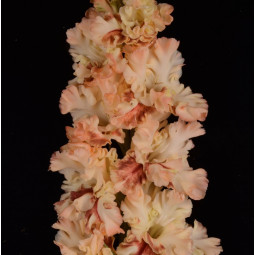 Гладиолусы крупноцветковые  Блюзмэн (Премиум)