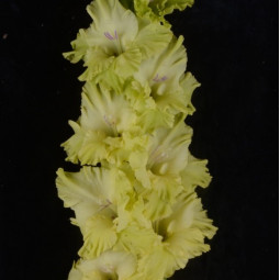 Гладиолус крупноцветковой Малахит (Премиум)