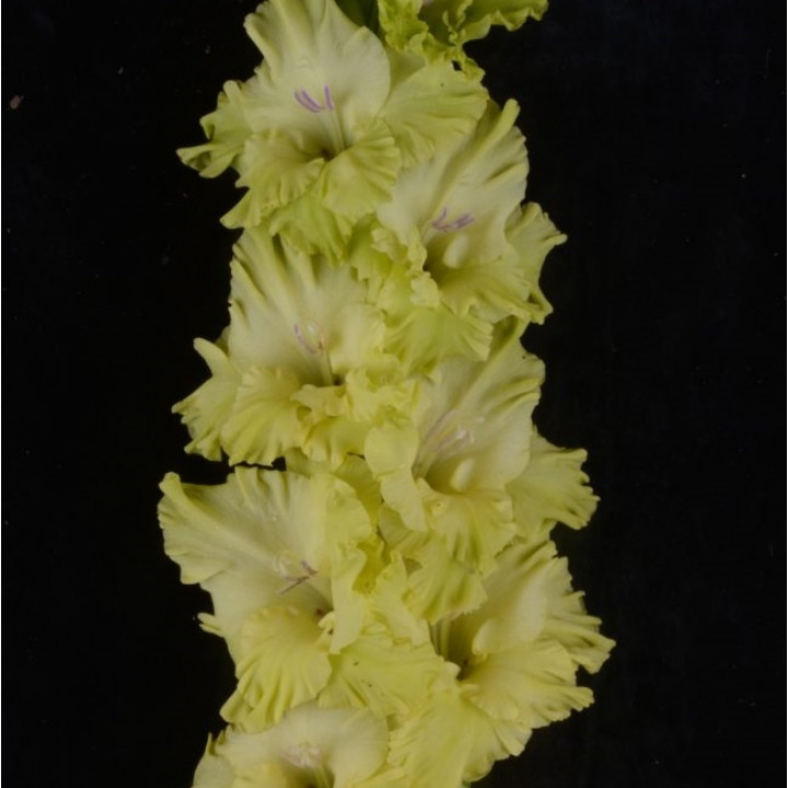 Гладиолусы крупноцветковые Малахит (Премиум)