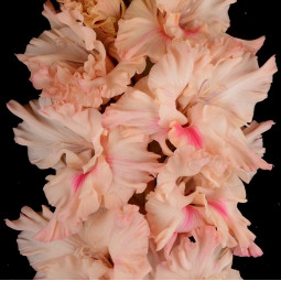 Гладиолус крупноцветковой Пелагея (Премиум)