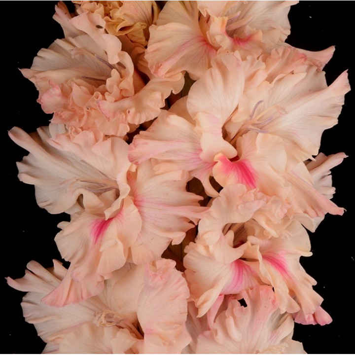 Гладиолусы крупноцветковые  Пелагея (Премиум)