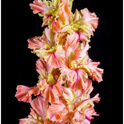 Гладиолус крупноцветковой Пируэт (Премиум)