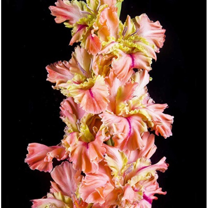 Гладиолусы крупноцветковые  Пируэт (Премиум)