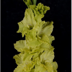 Гладиолус крупноцветковой Прыткая ящерка (Премиум)