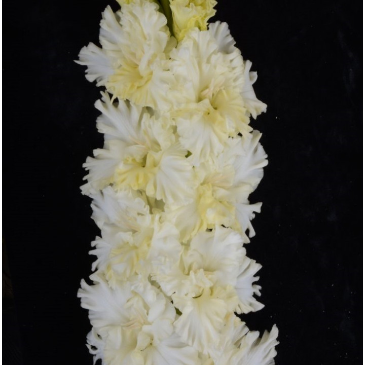 Гладиолусы крупноцветковые  Фигурное катание (Премиум)