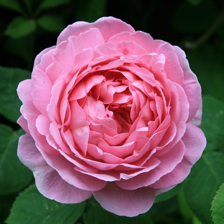 Роза английская чайно-гибридная Констанс