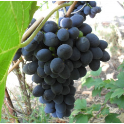 Виноград плодовый Изабелла крупноплодная