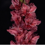 Гладиолусы крупноцветковые За Туманом (Премиум)