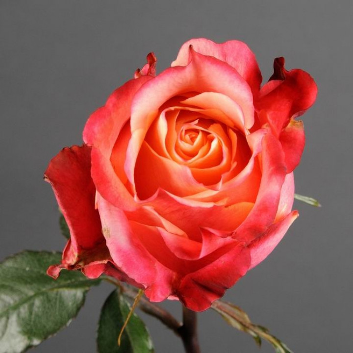 Роза чайно-гибридная 3Д