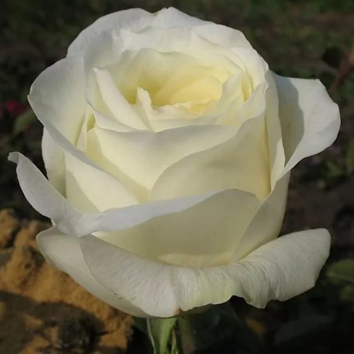 Роза чайно-гибридная Анастасия