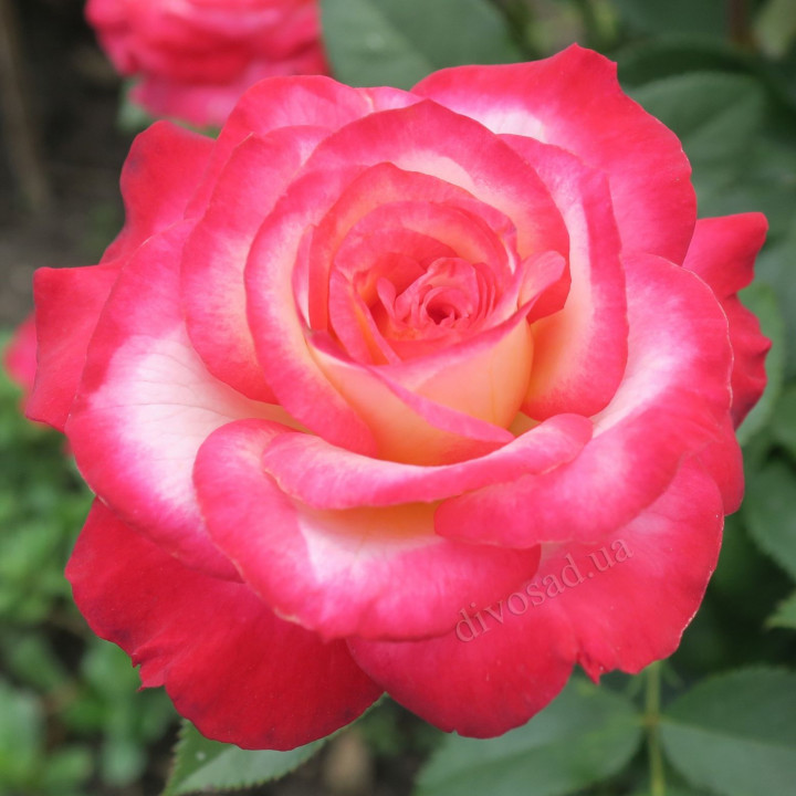 Роза чайно-гибридная Аттаракта