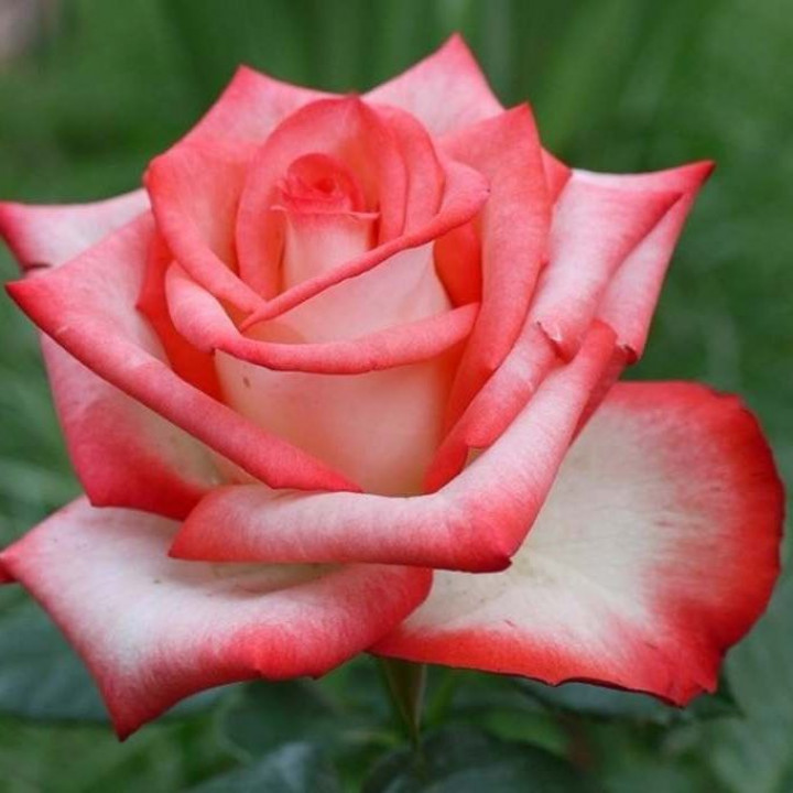 Роза чайно-гибридная Бланш