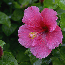 Гибискус (розовый цветок)