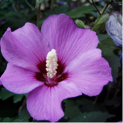 Гибискус (сиреневый цветок)